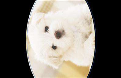 Επαγγελματική κάρτα για ΖωολόγοΗ επαγγελματική κάρτα για ζώα αποπνέει φρεσκάδα και επαγγελματισμό, με ένα εντυπωσιακό σχέδιο που ενσωματώνει θεματικά στοιχεία που σχετίζονται με το αντικείμενο. Οι ζωηρές αποχρώσεις του πράσινου και του καφέ δημιουργούν μια φυσική αίσθηση, ενώ οι εικόνες που απεικονίζουν ζώα αναδεικνύουν την αγάπη και τη φροντίδα που έχει ο επαγγελματίας για τη φύση.Η σχεδίαση της κάρτας είναι προσεκτικά οργανωμένη με ευανάγνωστες γραμματοσειρές, που διευκολύνουν την πλοήγηση στις πληροφορίες. Το background φέρνει μια αίσθηση του περιβάλλοντος, καθιστώντας την κάρτα οπτικά ελκυστική και δυναμική.Αυτή η κάρτα αντανακλά τον επαγγελματικό χαρακτήρα και την αξιοπιστία του επαγγέλματος, βεβαιώνοντας τον πελάτη για τη σοβαρότητα και την αφοσίωση του επαγγελματία. Οι δυνατότητες προσαρμογής καθιστούν την κάρτα ιδανική για κάθε επαγγελματία, με τη δυνατότητα να προσθέσει το όνομά του, τον αριθμό τηλεφώνου του και το λογότυπό του, κάτω από τις εικόνες των ζώων.Η επαγγελματική κάρτα μπορεί επίσης να ενσωματώσει πληροφορίες σχετικά με τις υπηρεσίες που προσφέρει ο επαγγελματίας, είτε πρόκειται για φροντίδα ζώων, υπηρεσίες εκπαίδευσης ή ακόμη και πωλήσεις προϊόντων για κατοικίδια. Αυτή η έξυπνη προβολή μπορεί να ενισχύσει την ορατότητα των υπηρεσιών του και να προσελκύσει νέους πελάτες.Με μία τέτοια κάρτα, ο επαγγελματίας μπορεί να ξεχωρίσει και να αφήσει μια θετική εντύπωση στους πελάτες του. Μπορείτε να κάνετε όποιες αλλαγές θέλετε μέσω του online σχεδιαστικού εργαλείου.