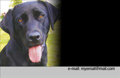 Επαγγελματική κάρτα για Κτηνίατρους: Αυτή η προσεγμένη κάρτα είναι σχεδιασμένη ειδικά για επαγγελματίες του χώρου των κτηνιάτρων, προσφέροντας μία μοναδική αισθητική που συνδυάζει κομψότητα και επαγγελματισμό. Τα ζωντανά χρώματα και η κομψή διάταξη του σχεδιασμού ενισχύουν την οπτική αντίκτυπη, κάνοντάς την ιδανική για να ενσωματωθεί στον κόσμο των επαγγελματικών καρτών. Η γραμματοσειρά είναι προσεκτικά επιλεγμένη για να είναι ευανάγνωστη και ταυτόχρονα καλαίσθητη, ενώ το φόντο προσθέτει μια νότα φρεσκάδας και αξιοπιστίας.Η κάρτα αυτή αναδεικνύει τον επαγγελματισμό και την ποιότητα των υπηρεσιών που προσφέρει ο κτηνίατρος, ενισχύοντας την εμπιστοσύνη των πελατών. Η δυνατότητα προσθήκης στοιχείων όπως το όνομα, το τηλέφωνο, το λογότυπο και άλλα στοιχεία επικοινωνίας, καθιστά την κάρτα λειτουργική και προσαρμόσιμη στις ανάγκες κάθε επαγγελματία. Επιπλέον, μπορεί να περιλαμβάνει πληροφορίες σχετικά με τις υπηρεσίες ή τα προϊόντα που προσφέρονται, όπως κτηνιατρική φροντίδα, εμβολιασμούς και ειδικές θεραπείες.Αυτή η επαγγελματική κάρτα συμβάλλει στο να ξεχωρίσει ο κτηνίατρος στον ανταγωνιστικό χώρο του, αφήνοντας θετική εντύπωση στους πελάτες. Μπορείτε να κάνετε όποιες αλλαγές θέλετε μέσω του online σχεδιαστικού εργαλείου.