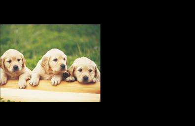 Επαγγελματική κάρτα για κτηνίατροι: Αυτή η επαγγελματική κάρτα έχει σχεδιαστεί για να αντικατοπτρίζει τον επαγγελματισμό και την αφοσίωση που επιδεικνύετε ως επαγγελματίες του τομέα της κτηνιατρικής. Με μια αρμονική διάταξη και ζωντανά χρώματα που αντλούνται από τη φύση, η κάρτα αυτή αποπνέει μια αίσθηση εμπιστοσύνης και φροντίδας.Ο συνολικός σχεδιασμός της κάρτας περιλαμβάνει μια μοντέρνα γραμματοσειρά που είναι ευανάγνωστη, σε συνδυασμό με ήπια φυσικά χρώματα που προσδίδουν ζεστασιά. Το φόντο της κάρτας μπορεί να περιλαμβάνει εικόνες ζώων ή φυσικών στοιχείων που συνδέονται με την κτηνιατρική, δημιουργώντας μία άμεση σύνδεση με τις υπηρεσίες σας.Η κάρτα αντανακλά τον επαγγελματικό χαρακτήρα των κτηνιάτρων, αποτυπώνοντας τη σοβαρότητα και την αξιοπιστία του επαγγέλματός σας. Είναι ιδανική για να σας βοηθήσει να ξεχωρίσετε σε κάθε συνάντηση με πελάτες ή συνεργάτες, διευκολύνοντας την επικοινωνία μέσω των στοιχείων που μπορείτε να προσθέσετε, όπως το όνομα, τηλέφωνο και λογότυπό σας.Επιπλέον, οι εκτυπώσεις που μπορείτε να κάνετε θα αναδείξουν τις υπηρεσίες σας με εντυπωσιακό τρόπο, σφραγίζοντας έτσι την πρώτη εντύπωση που θα αφήσετε. Η μοναδικότητα του σχεδιασμού θα κάνει τη διαφορά και θα ενισχύσει την εικόνα σας ως κτηνίατρος.Μπορείτε να κάνετε όποιες αλλαγές θέλετε μέσω του online σχεδιαστικού εργαλείου.