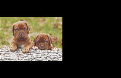 Επαγγελματική κάρτα για Κτηνίατροι - Με μια ματιά, αυτή η επαγγελματική κάρτα επαγγελματία κτηνίατρο ξεχωρίζει χάρη στον σύγχρονο και κομψό σχεδιασμό της. Τα ζεστά και φιλόξενα χρώματα, σε συνδυασμό με μία προσεκτικά επιλεγμένη γραμματοσειρά, προσδίδουν μια αίσθηση επαγγελματισμού και φιλικής προσέγγισης. Το background στοιχείο που παραπέμπει σε φυσικές και ζωικές εικόνες, ενισχύει τη σύνδεση με το αντικείμενο της κτηνιατρικής.Η κάρτα αυτή αποπνέει εμπιστοσύνη και αξιοπιστία, απόλυτα εναρμονισμένη με το επαγγελματικό προφίλ των κτηνιάτρων. Κάθε λεπτομέρεια έχει σχεδιαστεί με προσοχή, ώστε να του προσφέρει μια μοναδική ταυτότητα. Είτε είστε κλινικός κτηνίατρος είτε εργάζεστε σε καταφύγιο ζώων, αυτή η κάρτα έχει τη δυναμική να αντανακλά την έμπειρη και υπεύθυνη στάση σας.Η προσαρμοστικότητα της κάρτας επιτρέπει την εύκολη ένταξη στοιχείων όπως όνομα, τηλέφωνο, λογότυπο και άλλες σημαντικές πληροφορίες επικοινωνίας, διασφαλίζοντας ότι ο πελάτης σας θα έχει διαθέσιμες όλες τις πληροφορίες που χρειάζεται. Επιπλέον, η κάρτα μπορεί να περιλαμβάνει και μια σύντομη περιγραφή των υπηρεσιών σας, προβάλλοντας την ειδικότητά σας και τις παροχές σας στους πελάτες.Μια επαγγελματική κάρτα όπως αυτή, βοηθά τον επαγγελματία να ξεχωρίσει και να αφήσει θετική εντύπωση στους πελάτες του.  Μπορείτε να κάνετε όποιες αλλαγές θέλετε μέσω του online σχεδιαστικού εργαλείου.