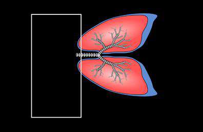 Επαγγελματική κάρτα για πνευμονολόγουςΗ σχεδίαση αυτής της επαγγελματικής κάρτας για πνευμονολόγους συνδυάζει λειτουργικότητα και αισθητική, προσφέροντας μια κομψή και επαγγελματική παρουσίαση. Η κάρτα χρησιμοποιεί ήσυχους τόνους του μπλε και του λευκού, τα οποία συμβολίζουν τη γιατρική και την υγεία, προσδίδοντας μια αίσθηση εμπιστοσύνης και αξιοπιστίας.Η διάταξη είναι καλά οργανωμένη, με ευανάγνωστη γραμματοσειρά που διασφαλίζει ότι τα στοιχεία επικοινωνίας διακρίνονται άμεσα. Στο φόντο, μπορείτε να διακρίνετε διακριτά στοιχεία που σχετίζονται με την ιατρική, δημιουργώντας έτσι μια συνολική εικόνα που ενισχύει την επαγγελματική ταυτότητα του πνευμονολόγου.Η κάρτα αντανακλά τον επαγγελματισμό και την αξιοπιστία του επαγγελματία, καθώς φέρει τα βασικά στοιχεία που απαιτούνται για την επικοινωνία με τους ασθενείς, όπως το όνομα, το τηλέφωνο και το λογότυπο. Έχει σχεδιαστεί έτσι ώστε να είναι ευέλικτη, επιτρέποντας την προσαρμογή με επιπλέον στοιχεία επικοινωνίας ή υπηρεσιών που προσφέρει ο πνευμονολόγος.Η επαγγελματική κάρτα αυτή μπορεί να προβάλει αποτελεσματικά τις υπηρεσίες του πνευμονολόγου και να διευκολύνει τη σύνδεση με τους ασθενείς. Χάρη στο δυναμικό σχέδιο της, βοηθά τον επαγγελματία να ξεχωρίσει ανάμεσα στον ανταγωνισμό και να αφήσει μια θετική εντύπωση.Μπορείτε να κάνετε όποιες αλλαγές θέλετε μέσω του online σχεδιαστικού εργαλείου.